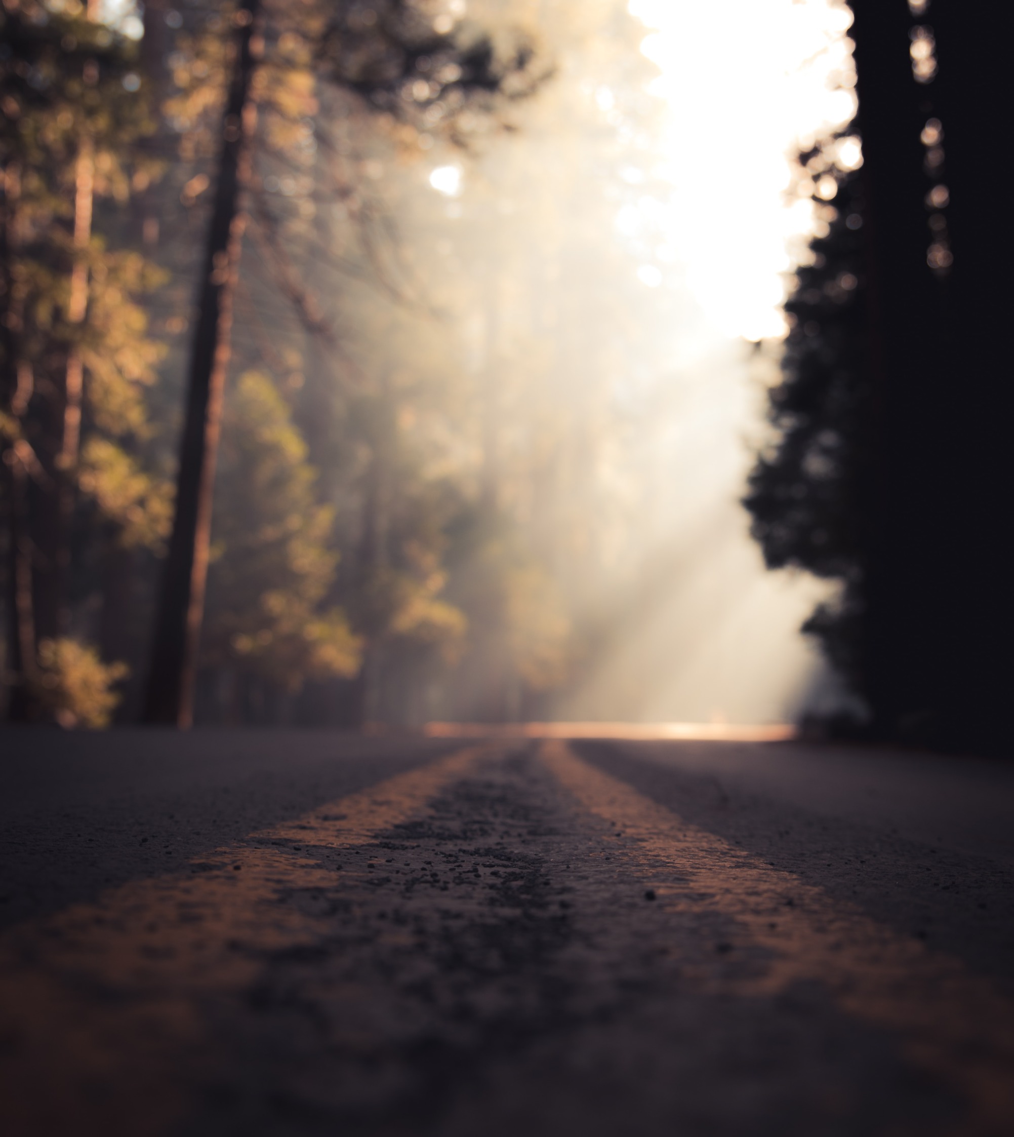 Waldweg im Morgenlicht